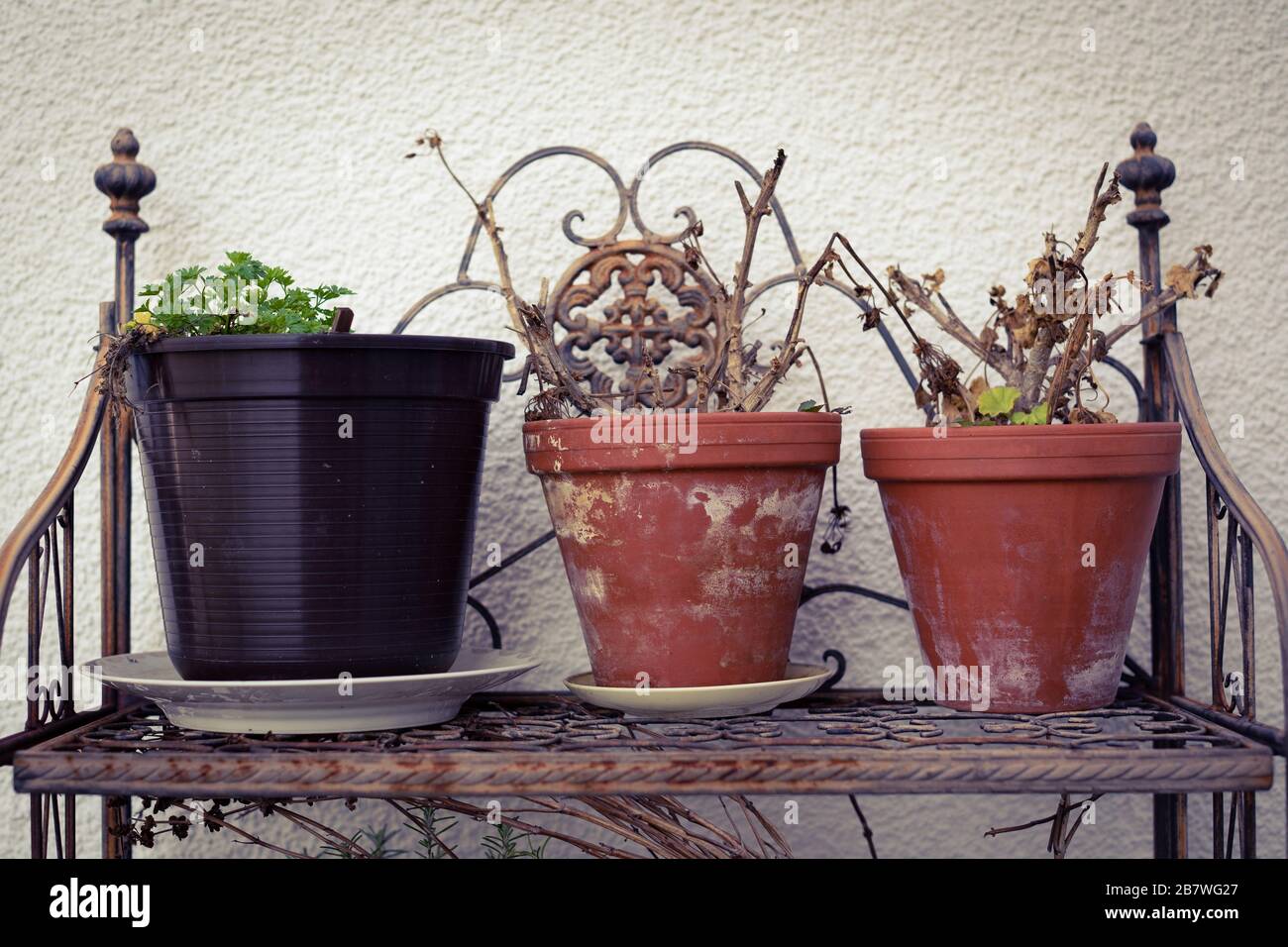 Awakening geranium and parsley in flower pots Stock Photo