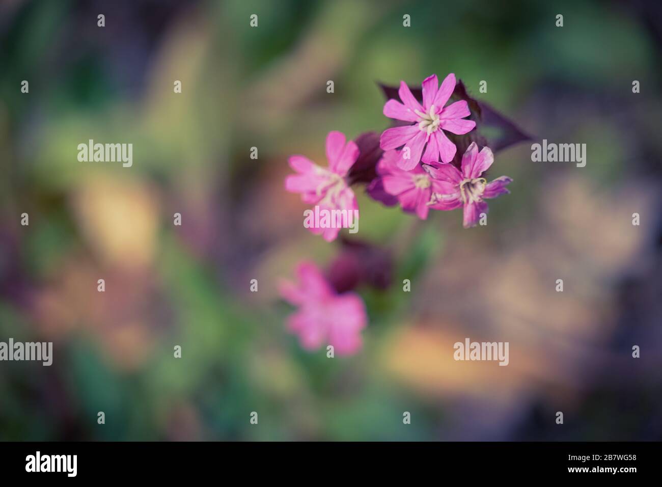 Red campion blossoms before an out-of-focus background Stock Photo