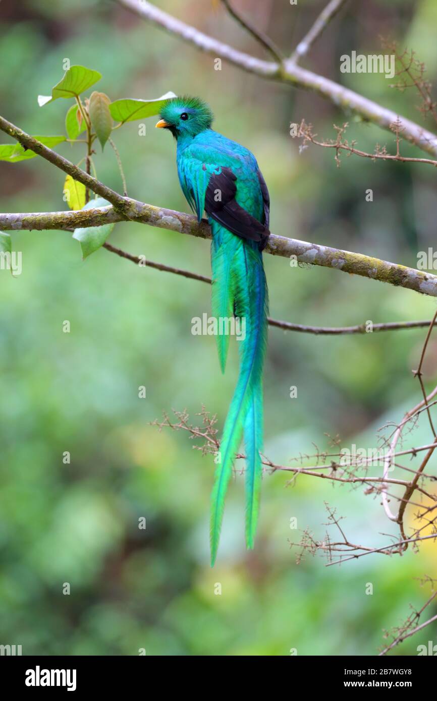 A beautiful adult male Resplendent Quetzal (Pharomachrus mocinno) perched on a mossy branch in the cloud forest of Costa Rica Stock Photo