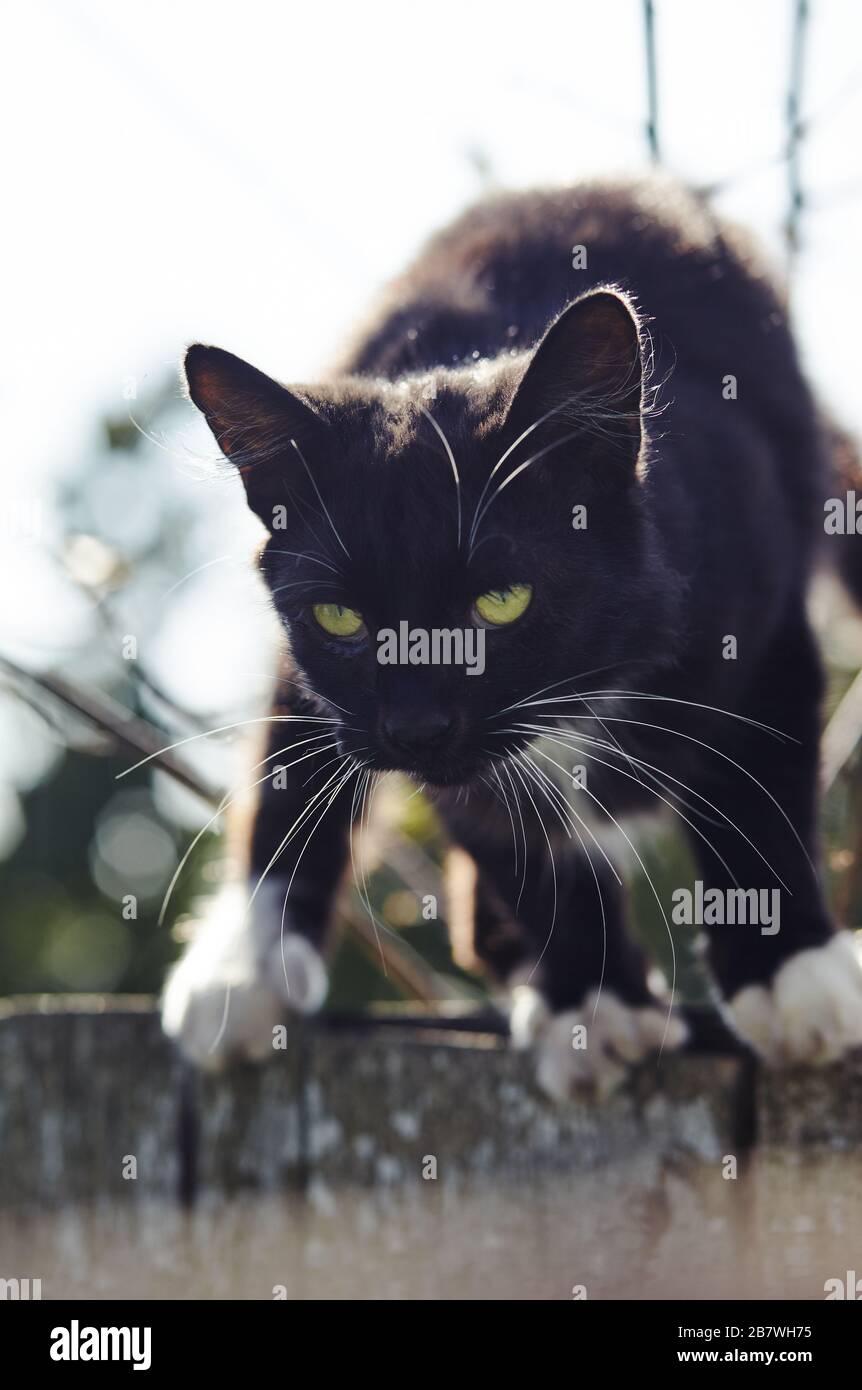 Young black cat sitting on the fence Stock Photo - Alamy