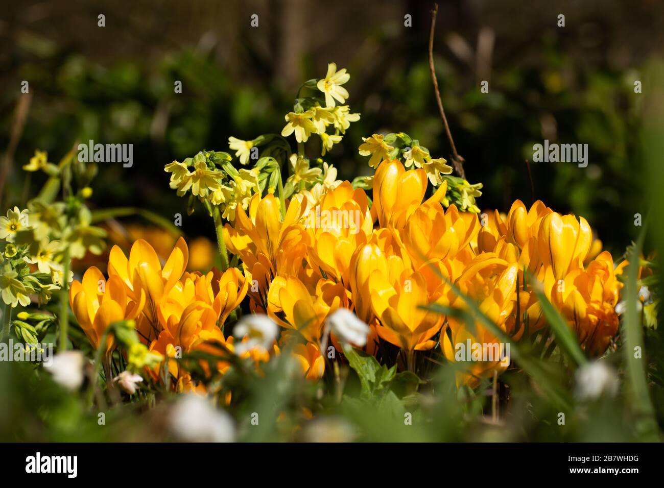 Group of yellow crocus or saffron, Crocus flavus Stock Photo Alamy
