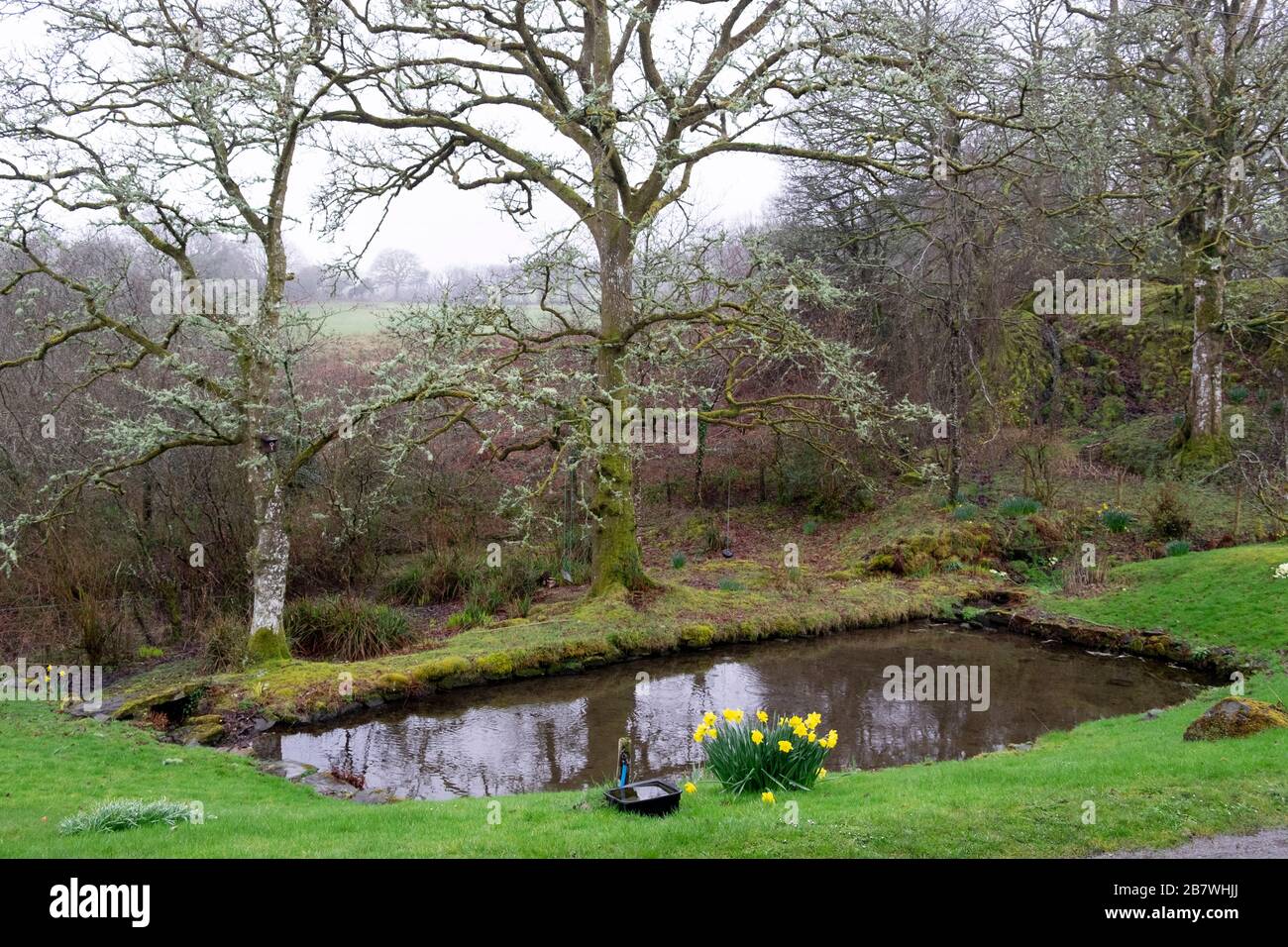 Garden pond pool in March 2020 in early spring landscape with clump of daffodils and lichen on oak trees in Carmarthenshire West Wales UK KATHY DEWITT Stock Photo