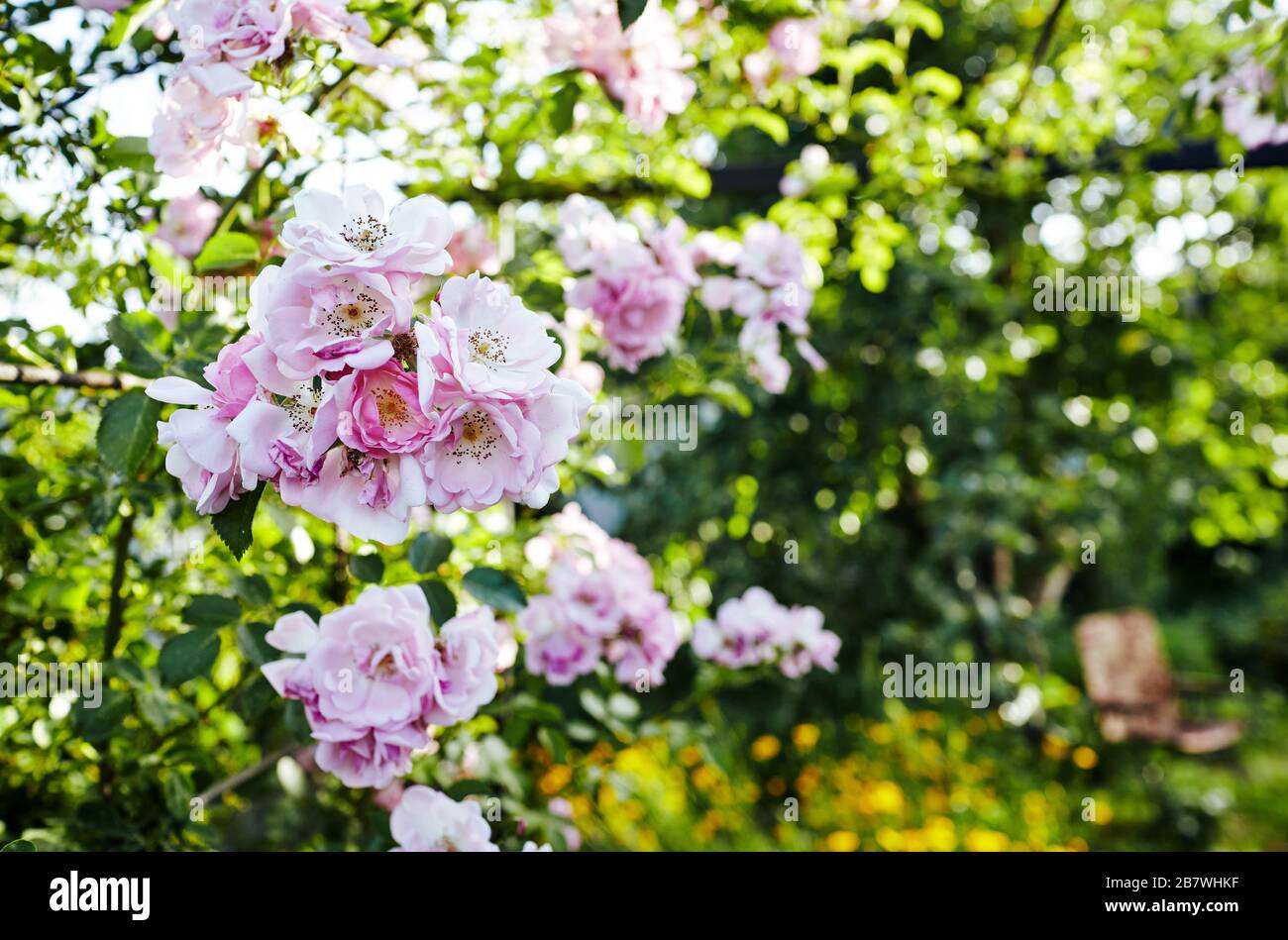 Rose flower photo. Flower blossom bright image. Rose bush bloom Stock