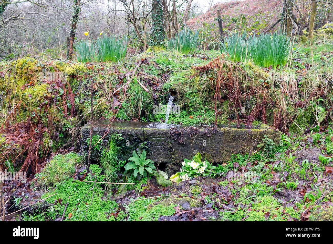 Water trough in a woodland garden with bulbs and wild plants in Carmarthenshire Wales UK   KATHY DEWITT Stock Photo