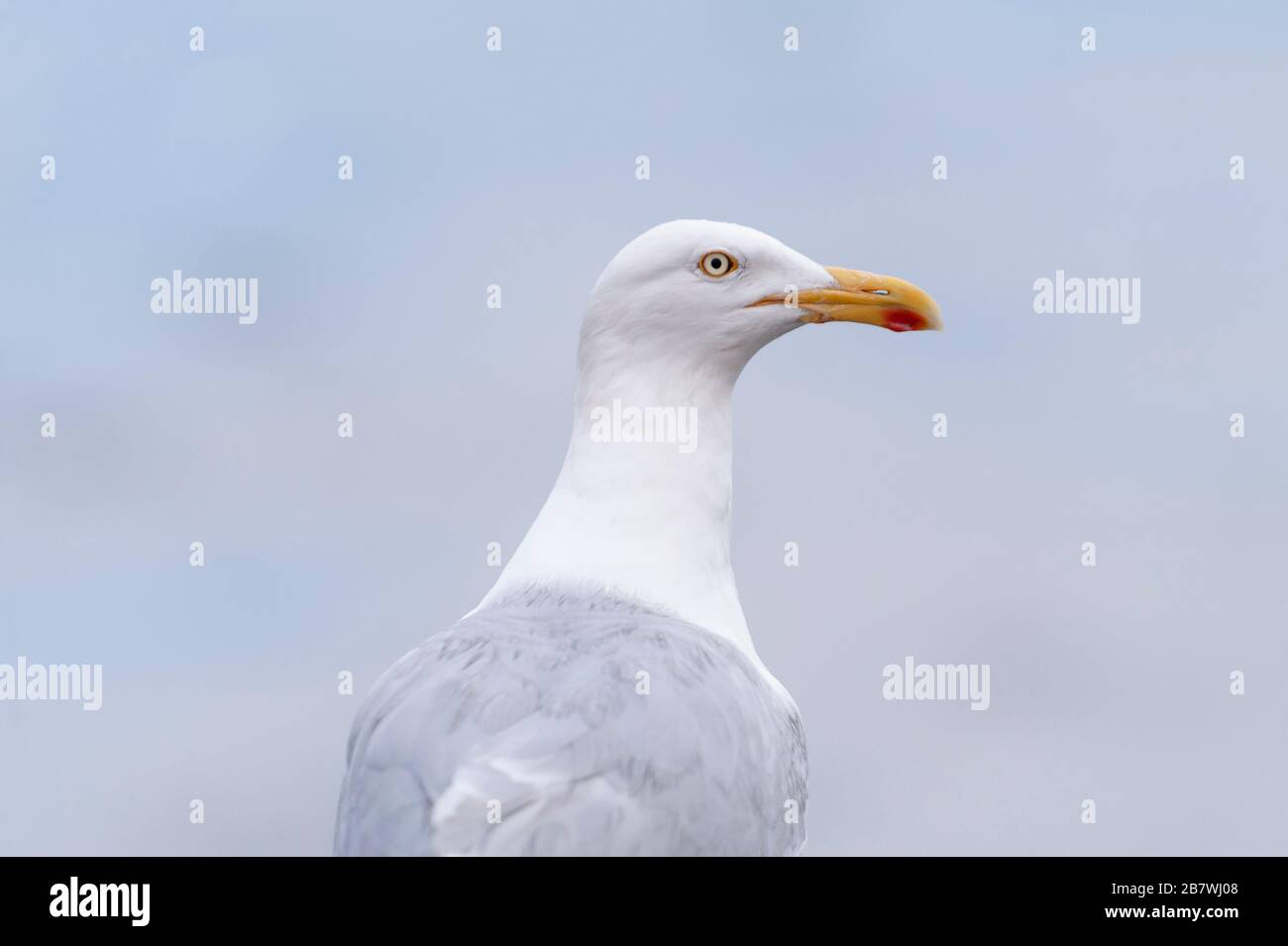 Herring Gull (Larus argenteus) Stock Photo
