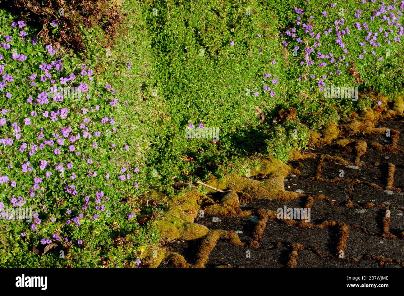 stone wall in a garden covered with aubrieta plants with small flowers in morning sunlight Stock Photo