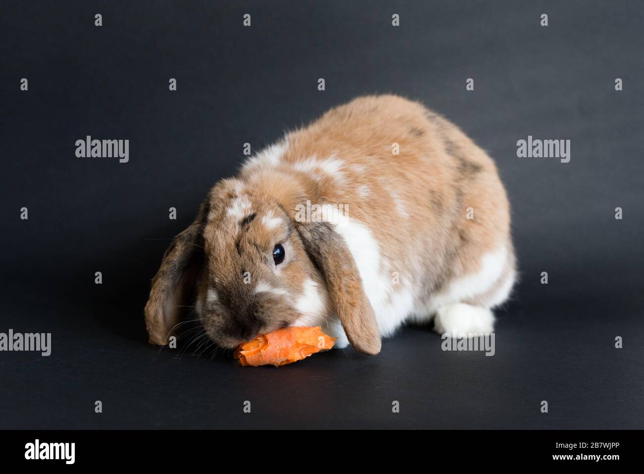 Lop eared bunny eating carrot, studio photo isolated on black background Stock Photo