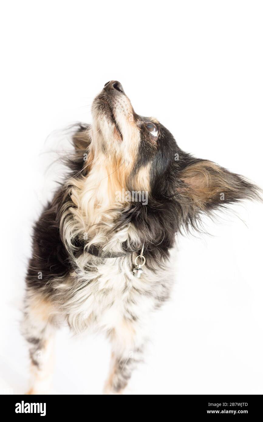 Small breed dog with big ears focusing on something above. Studio shot isolated on white background Stock Photo
