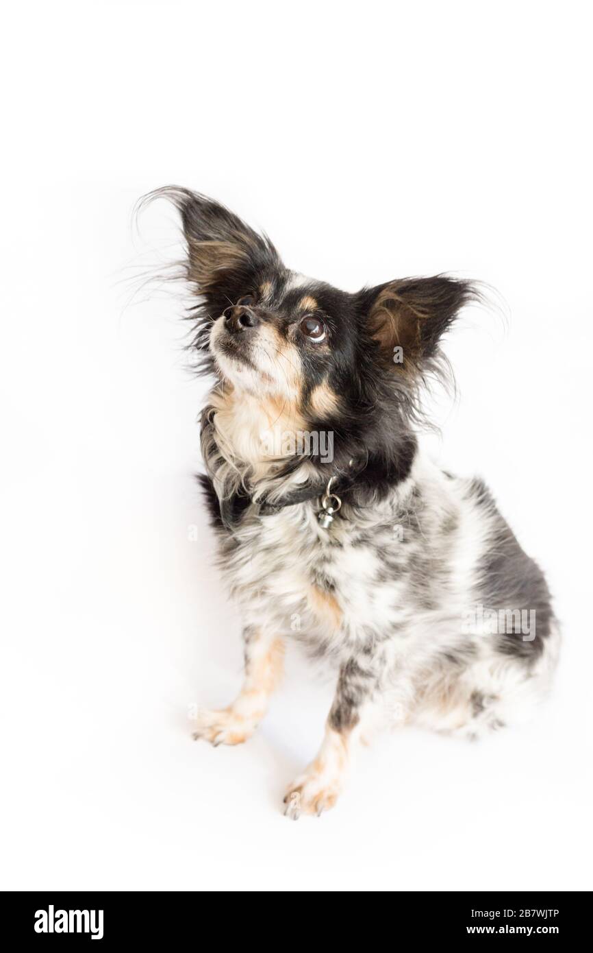 Small dog with big ears focusing on something above. Studio shot