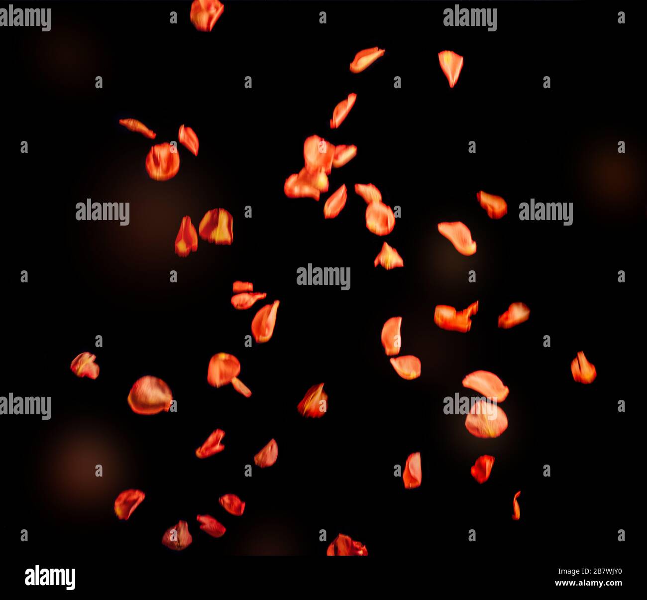 Floating orange red rose petals, isolated on black background. Stock Photo