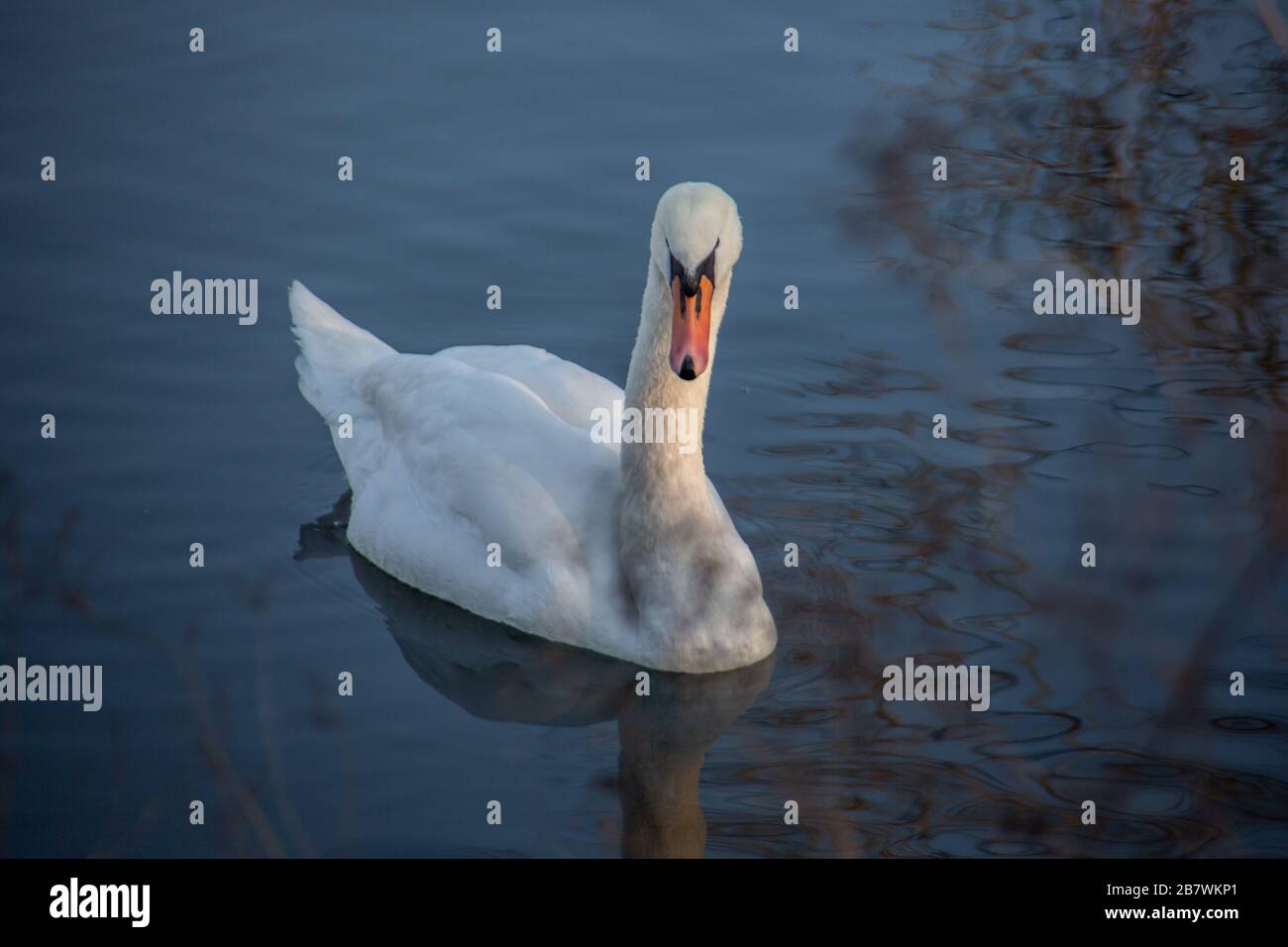 white swan swims in the pond Stock Photo - Alamy