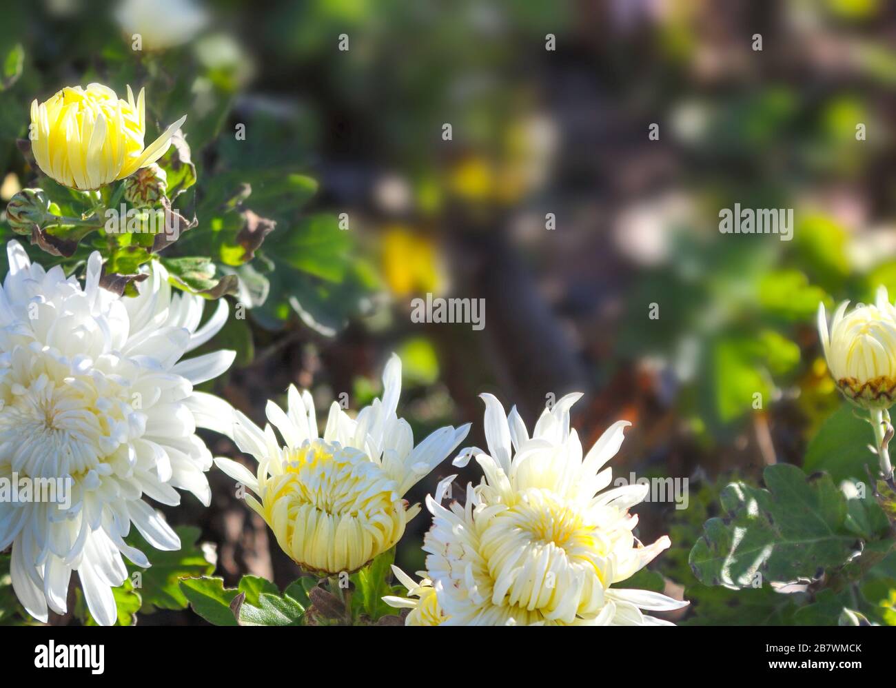 White chrysanthemum flowers hi-res stock photography and images - Alamy