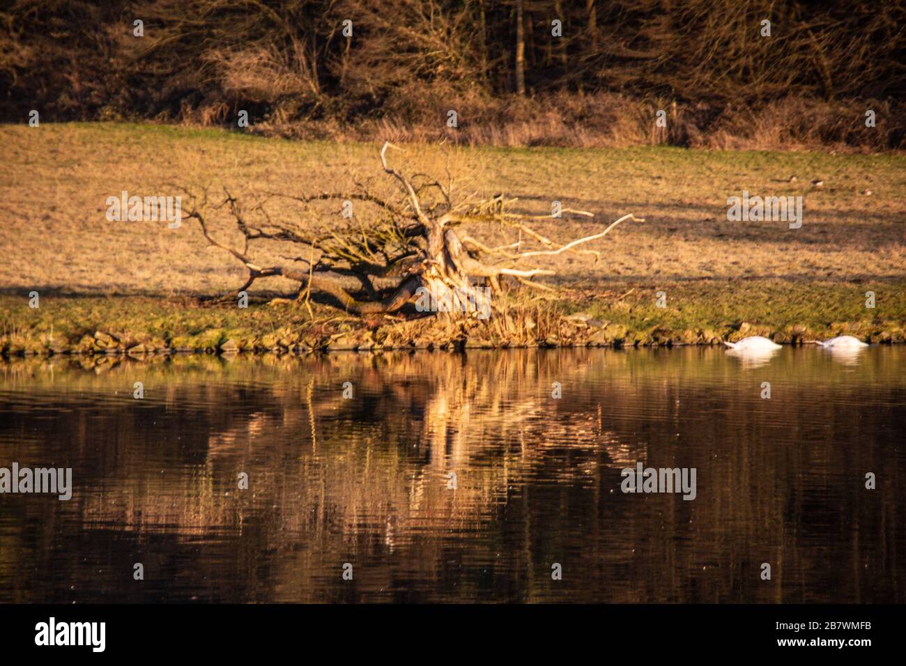 Autumn lake, with reflections of trees in the water Stock Photo - Alamy