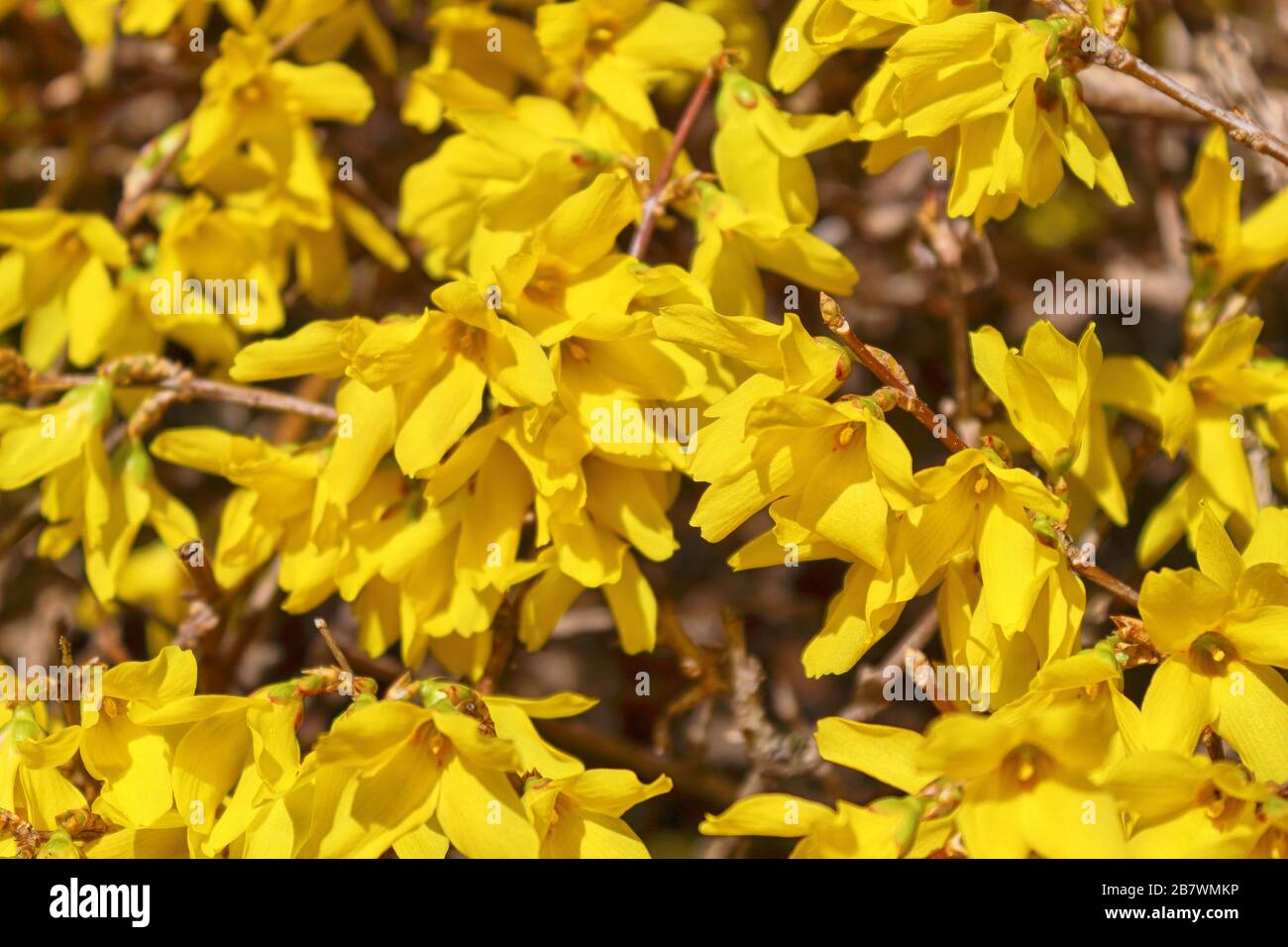 Forsythia flowers. Forsythia are deciduous shrubs and produce flowers in the early spring before the leaves. Stock Photo