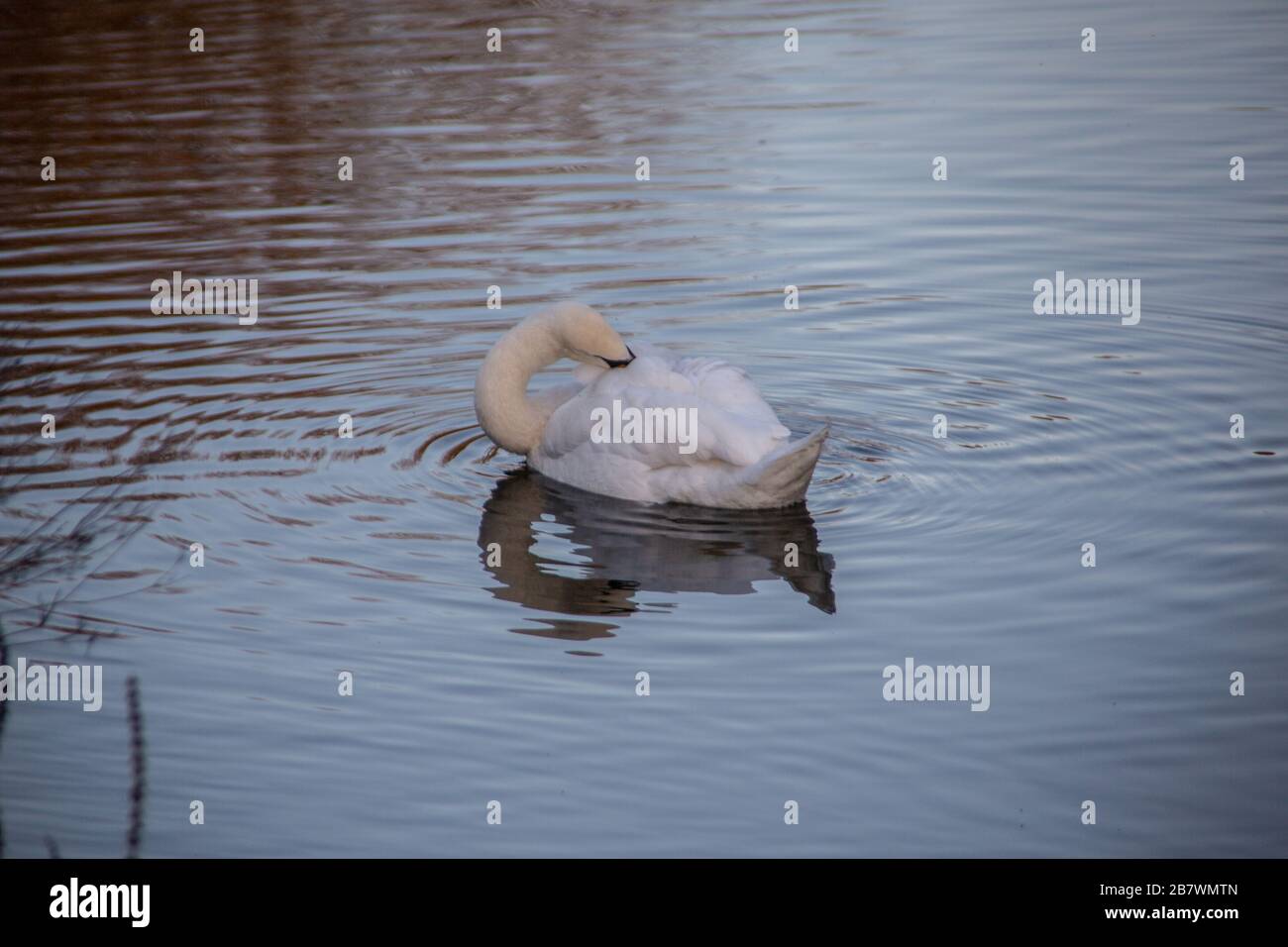 white swan swims in the pond Stock Photo - Alamy