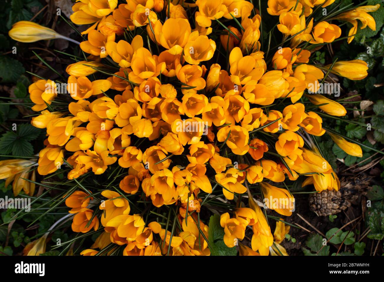Group of yellow crocus or saffron, Crocus flavus Stock Photo Alamy