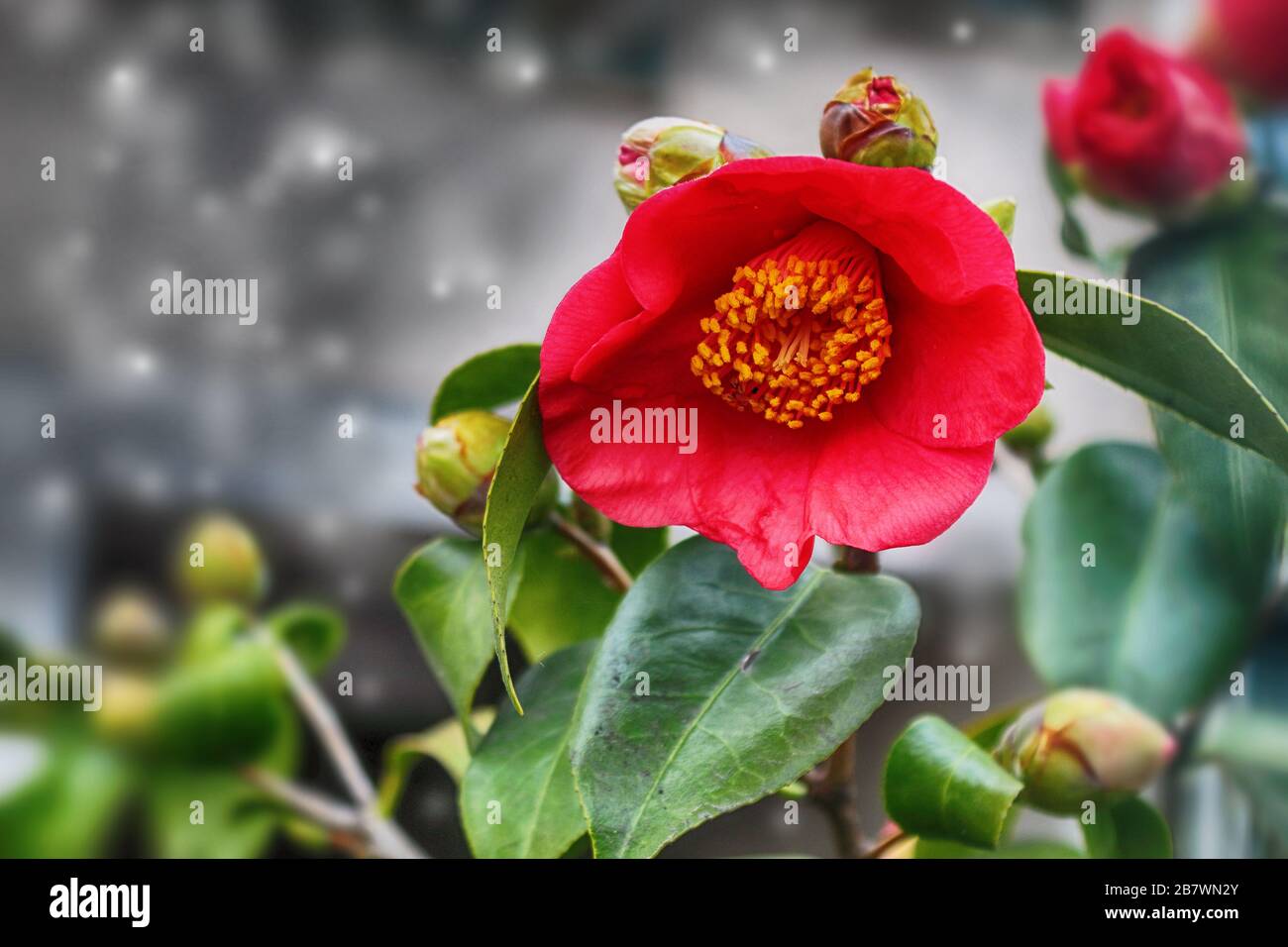 red camellia. Camellia japonica Greensboro Red Stock Photo - Alamy
