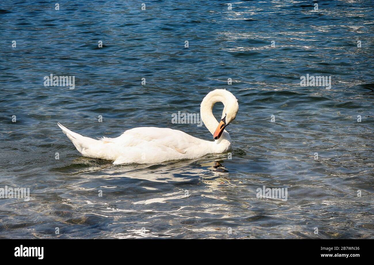 swan on blue lake water in sunny day Stock Photo