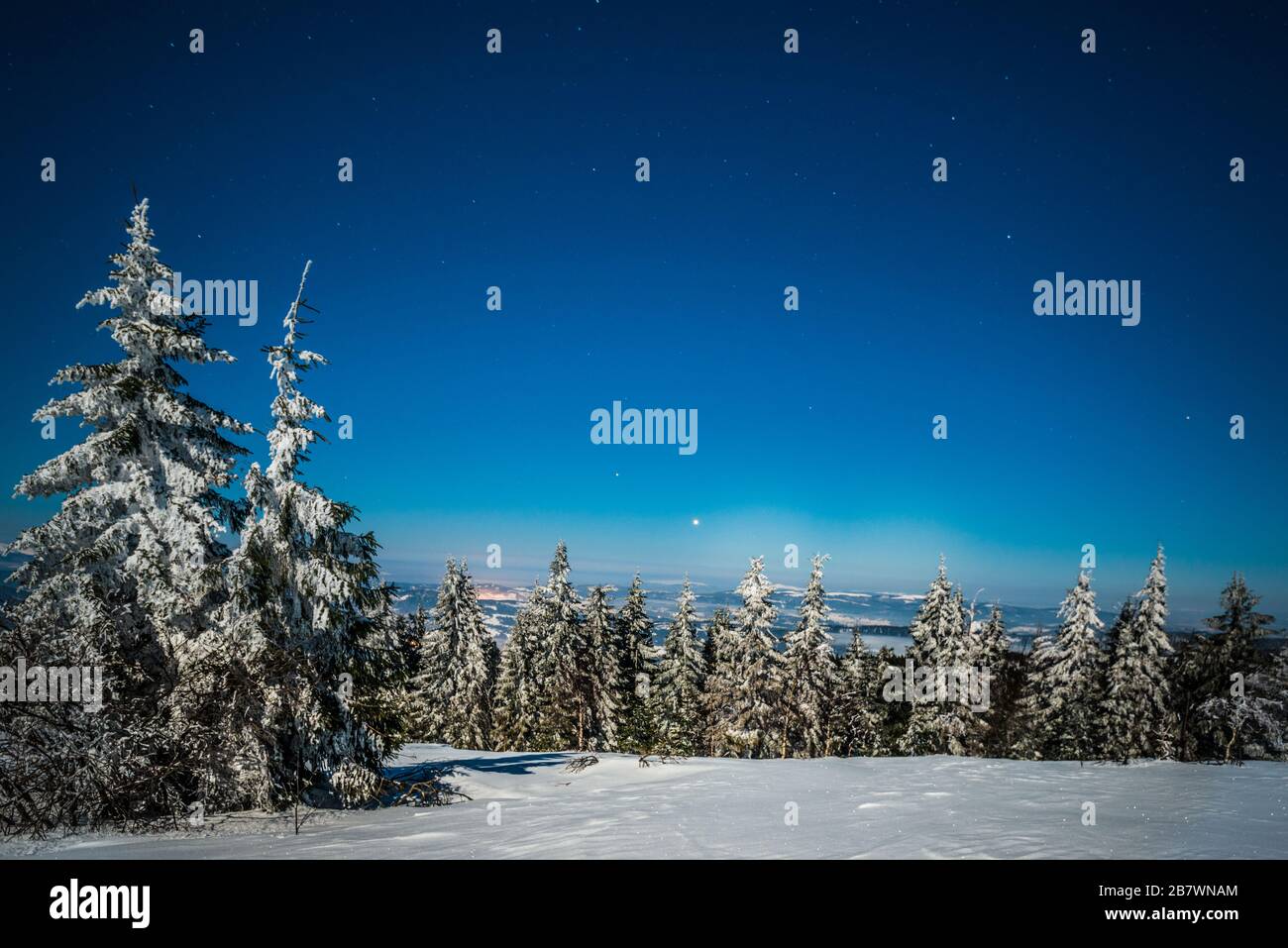 Slender tall spruce trees hi-res stock photography and images - Alamy