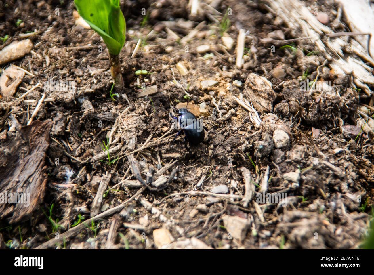 sacred scarab dung beetle on forest floor Stock Photo