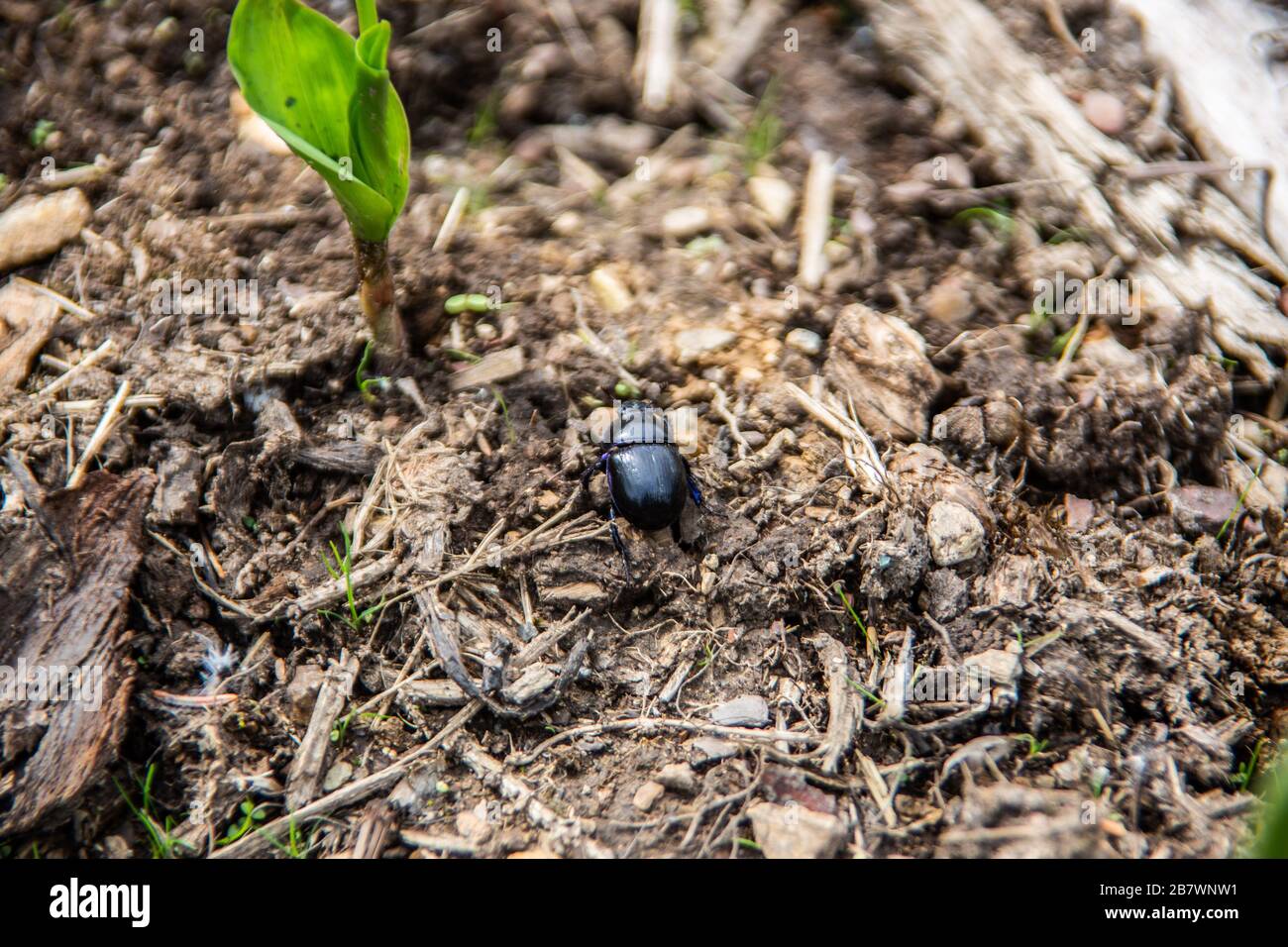 sacred scarab dung beetle on forest floor Stock Photo