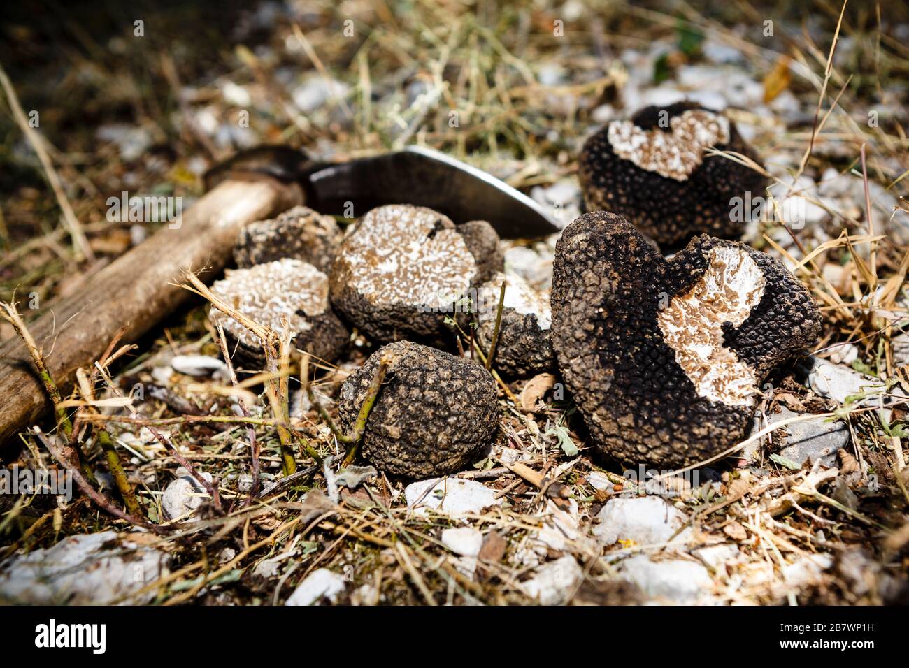 Mattock Axe High Resolution Stock Photography and Images Alamy