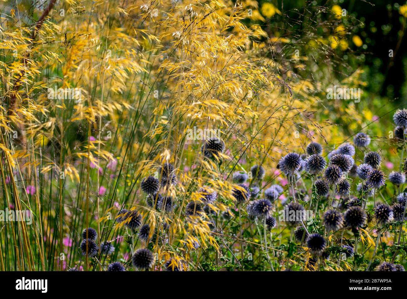 A flower border with grasses and globe thistles in a dramatic display of colour and form Stock Photo
