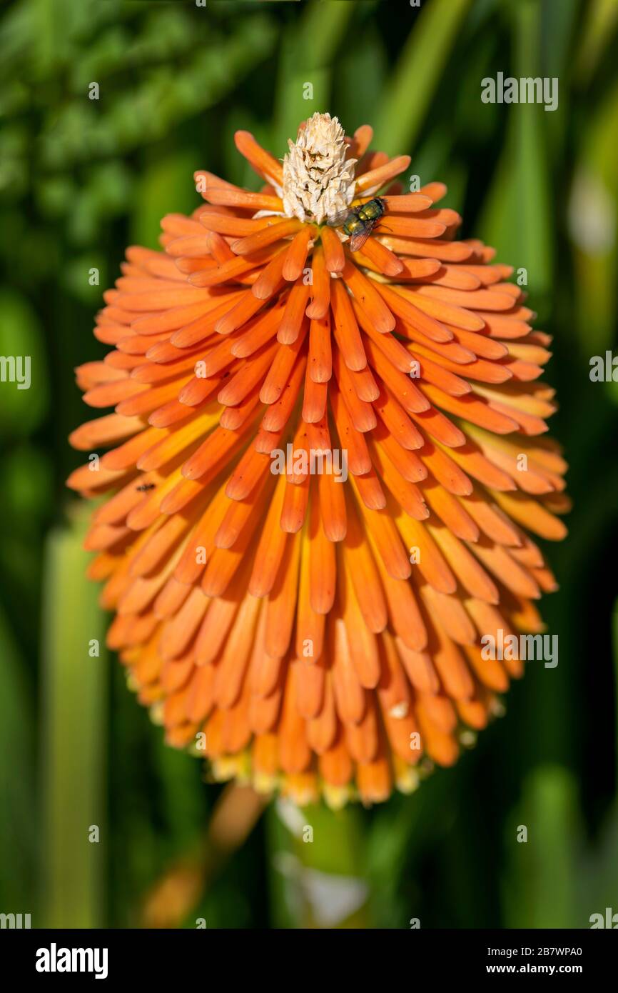 A single large bloom, commonly known as the Red Hot Poker. A summer flowering plant that blooms throughout the season. Stock Photo