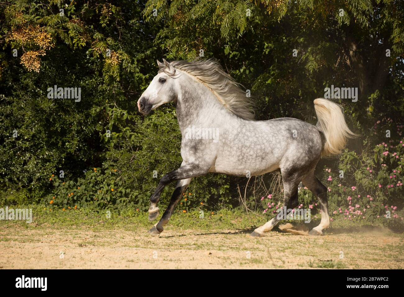 P.R.E. Stallion at Gallop, Andalusia, Spain Stock Photo