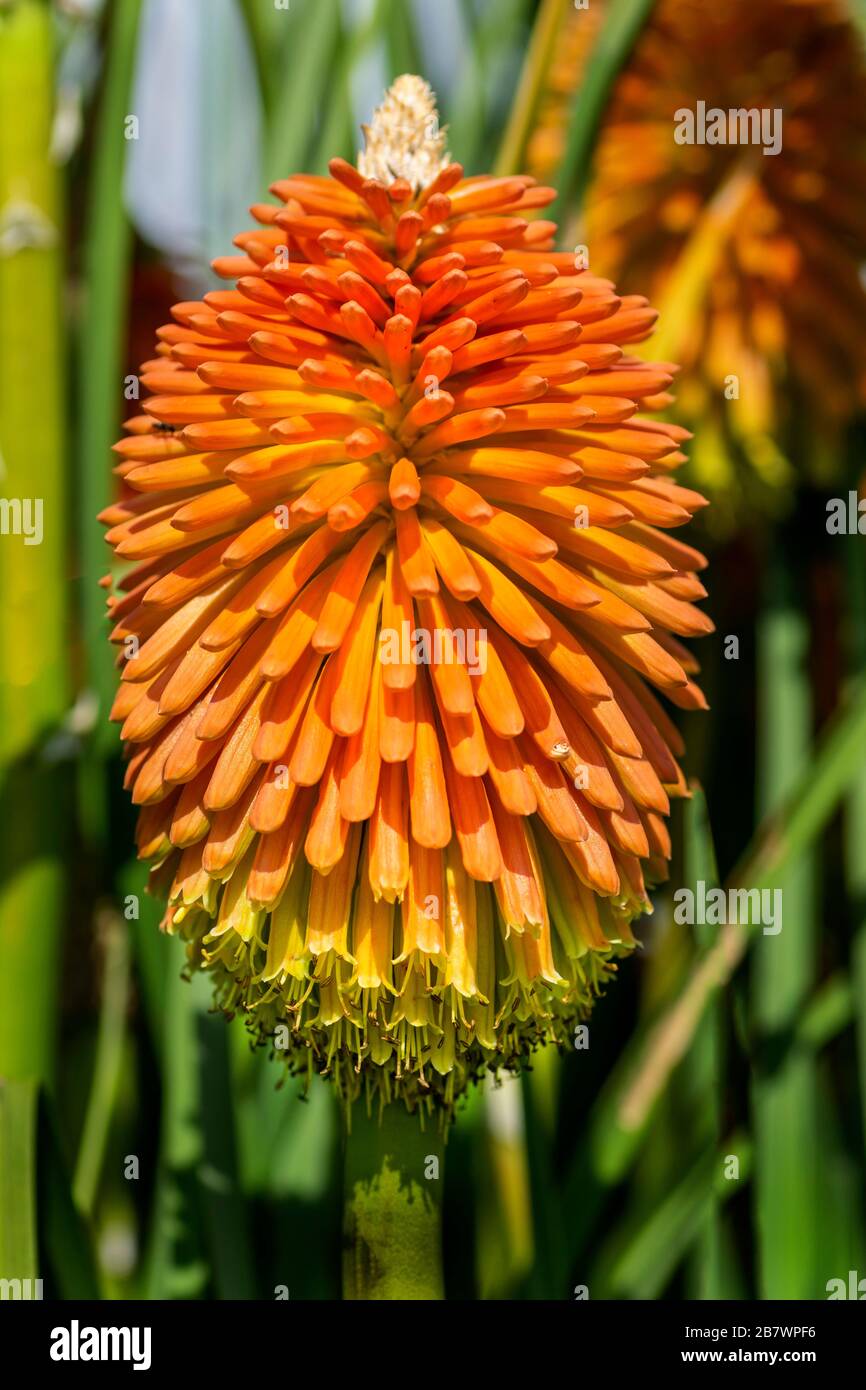 A single large bloom, commonly known as the Red Hot Poker. A summer flowering plant that blooms throughout the season. Stock Photo