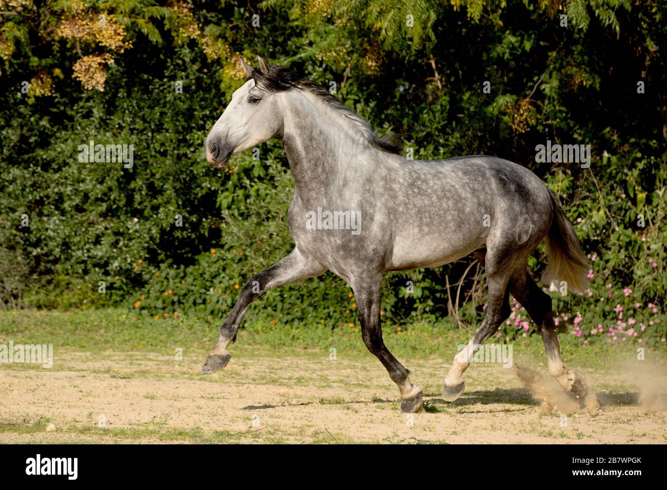 Spanish young stallion at trot, Andalusia, Spain Stock Photo