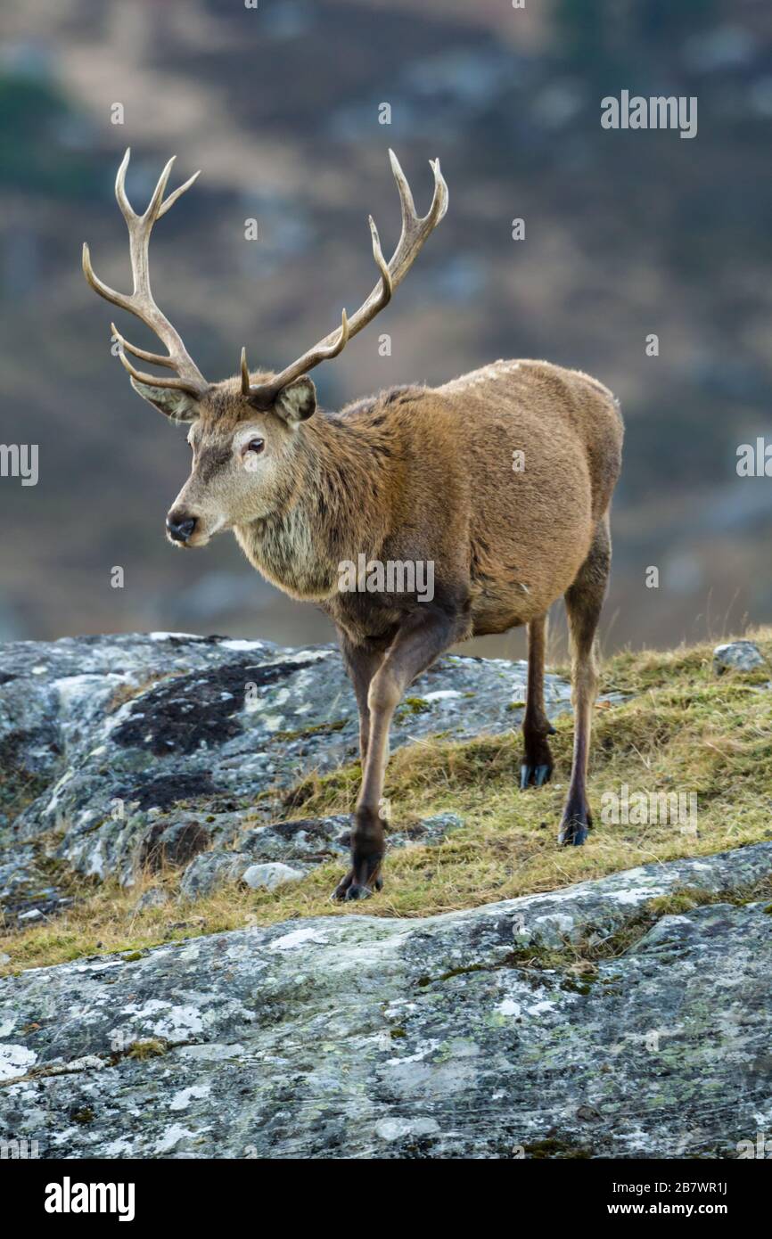 Male Red deer stag Cervus elaphus Stock Photo