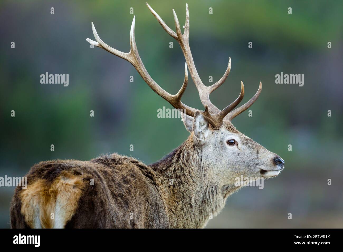 Male Red deer stag Cervus elaphus Stock Photo
