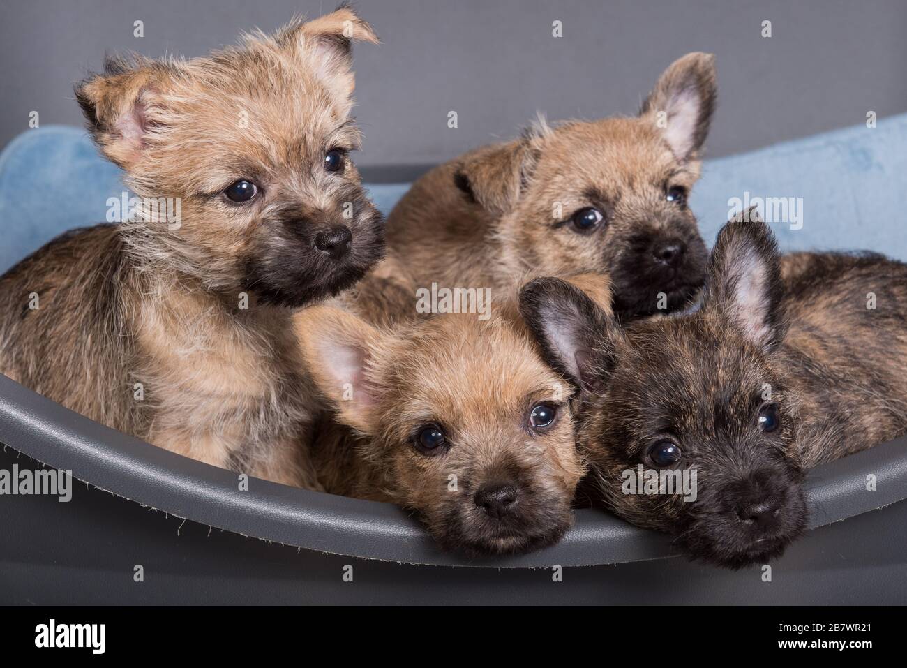 Four Cairn Terrier puppies dogs kennel in dog bed Stock Photo - Alamy