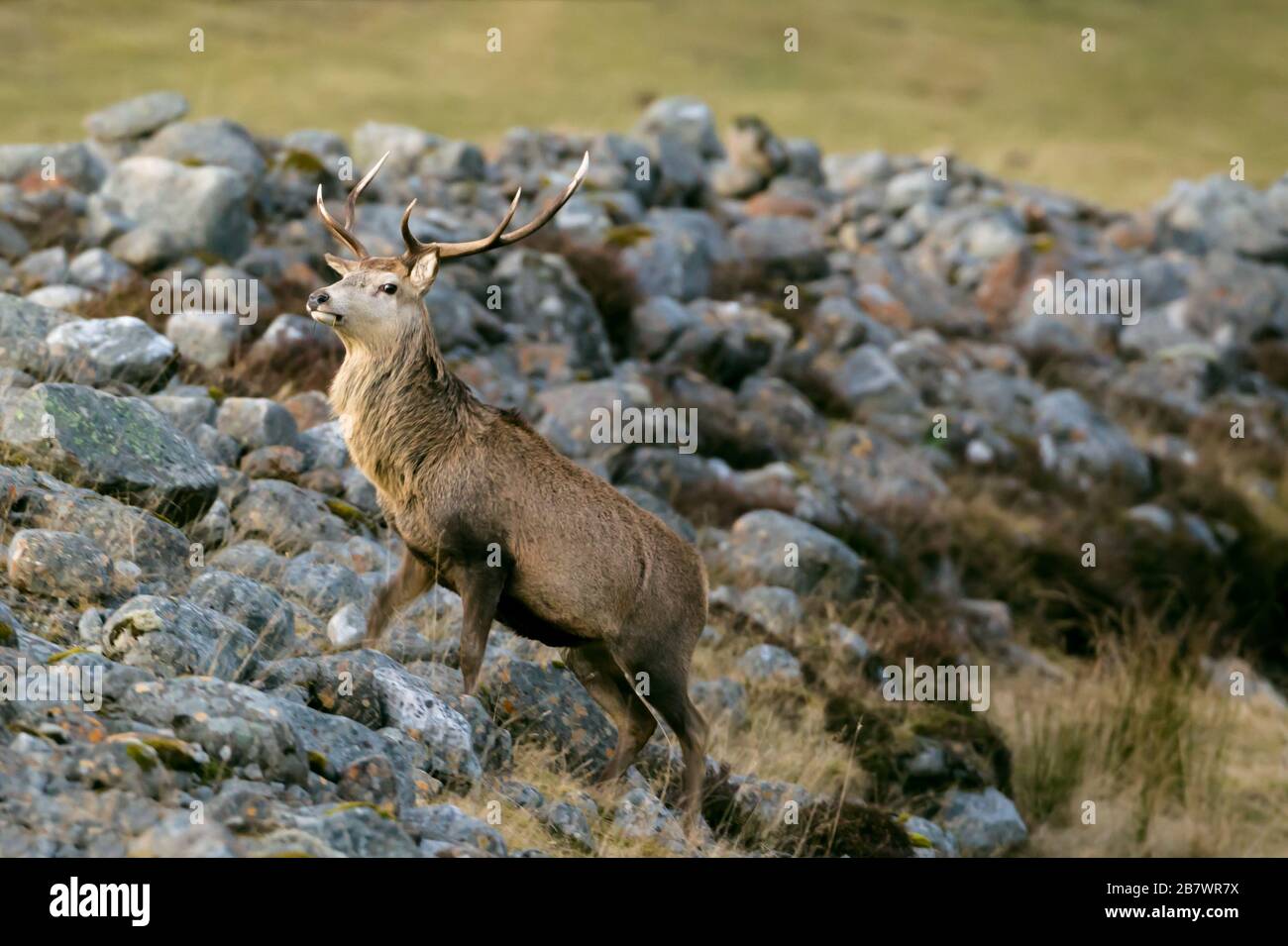 Male Red deer stag Cervus elaphus Stock Photo