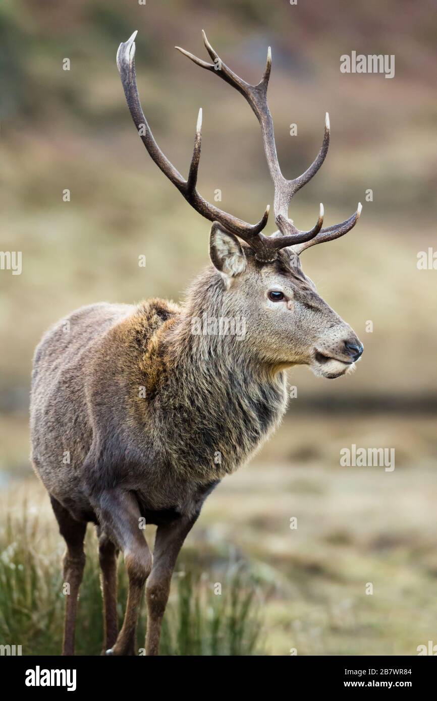 Male Red deer stag Cervus elaphus Stock Photo