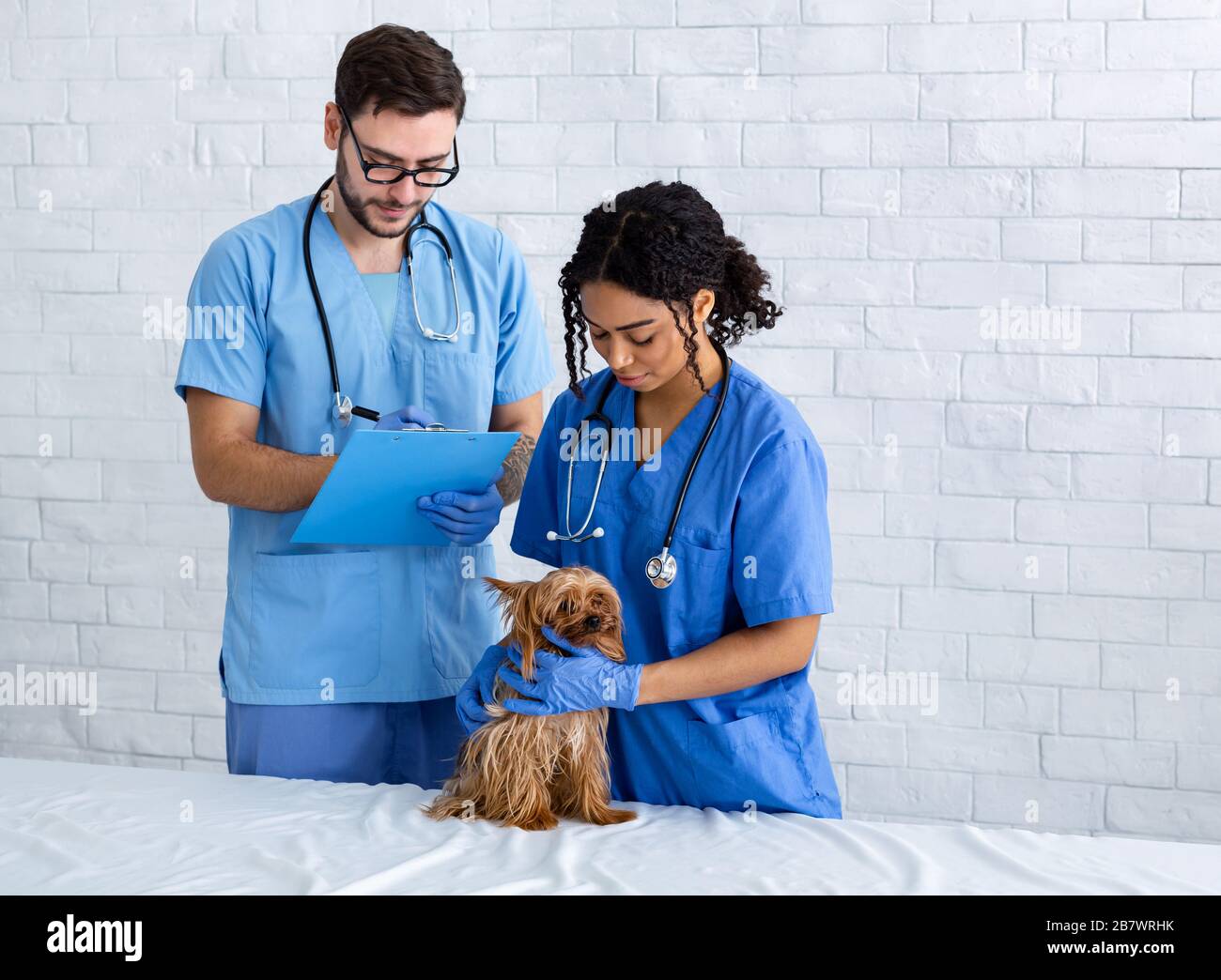 Veterinary doc and nurse with cute Yorkshire terrier in clinic, copy