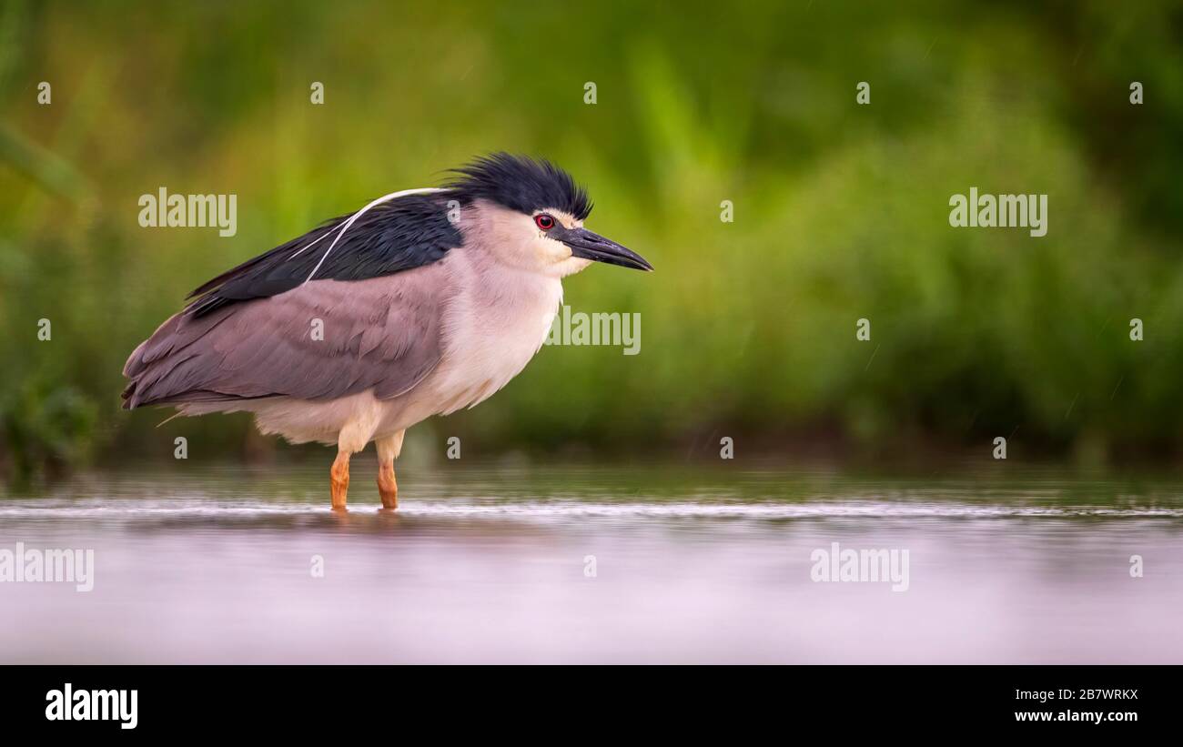 Black-crowned night heron (Nycticorax nycticorax) Altvogel, Kiskunsag National Park Hungary Stock Photo