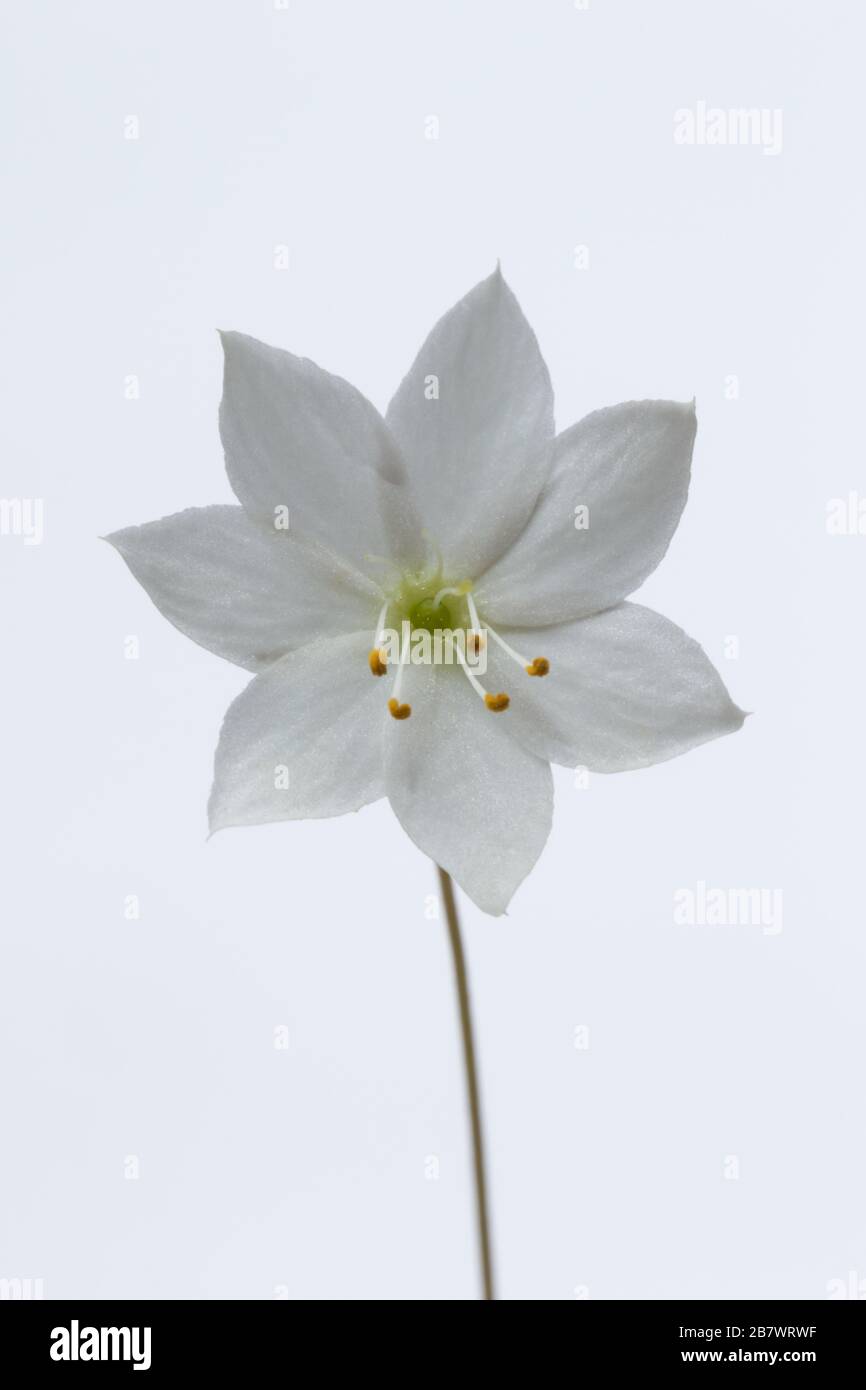 Chickweed wintergreen or Arctic starflower Trientalis europaea flower photographed in a studio Stock Photo