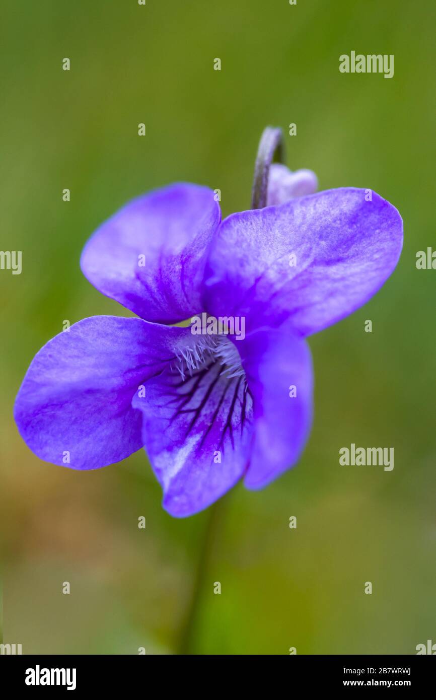 Hairy violet Viola hirta blue flowers Stock Photo