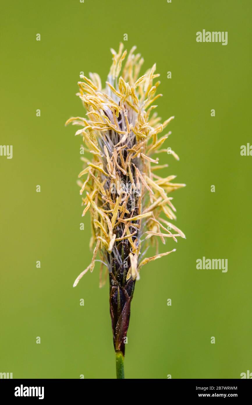 Glaucous sedge Carex flacca male and female flowers Stock Photo
