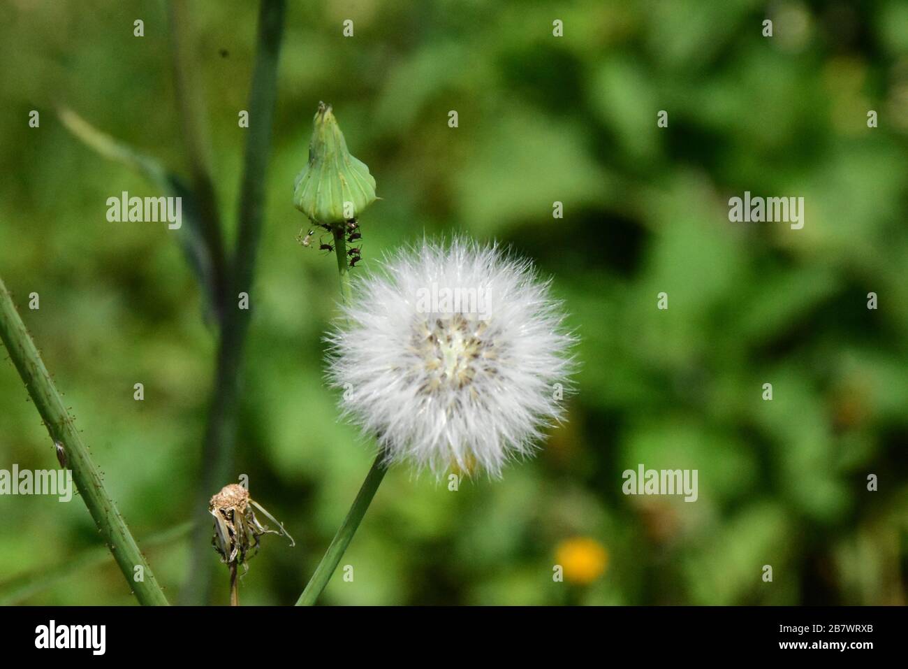 White flower of an African wild plant that looks like a dandelion Stock Photo