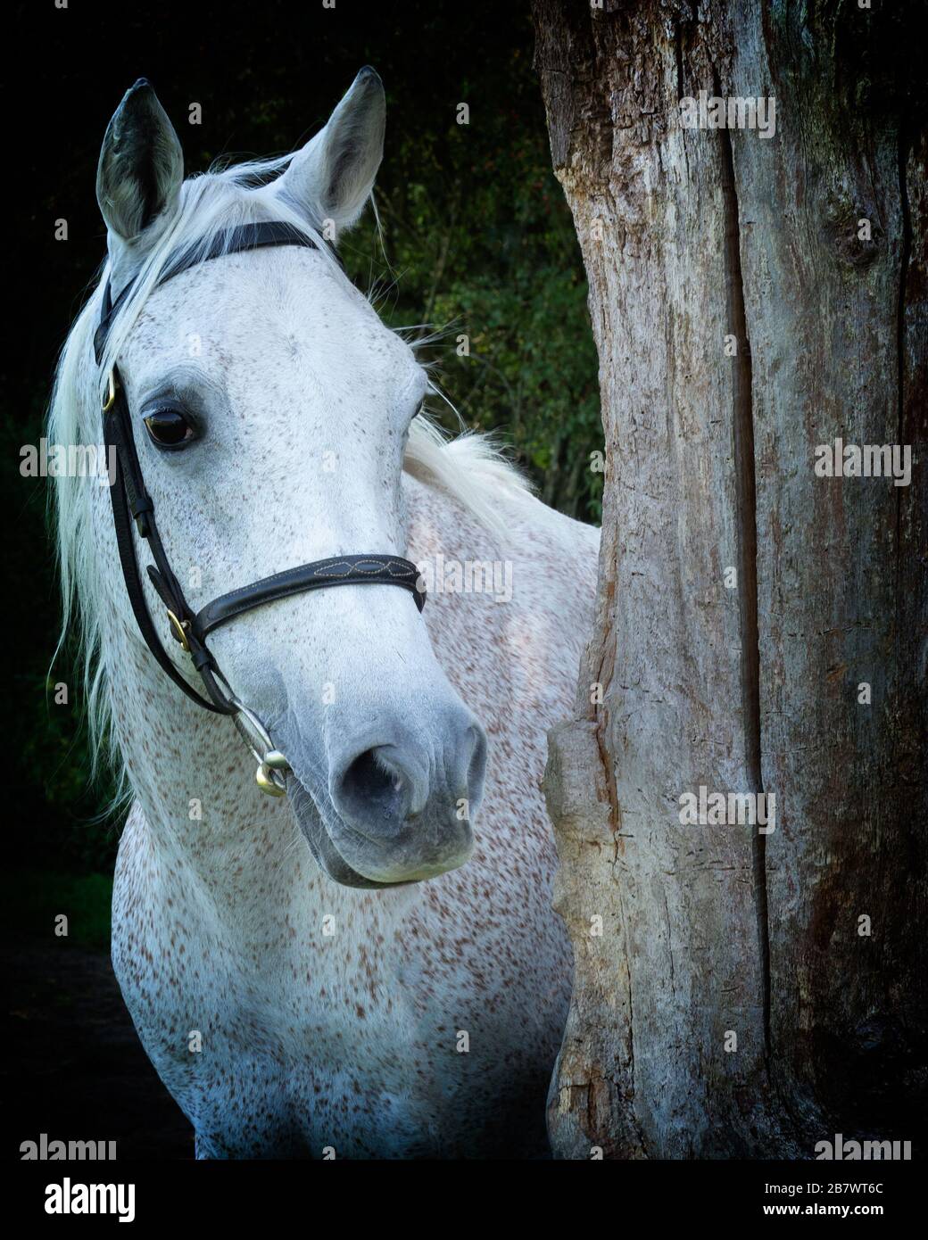 Grey Horse Stock Photo