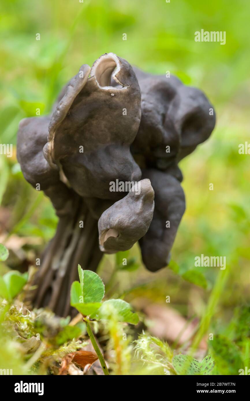 Helvella lacunosa, known as Slate grey saddle or Fluted black, Elfin saddle mushroom Stock Photo