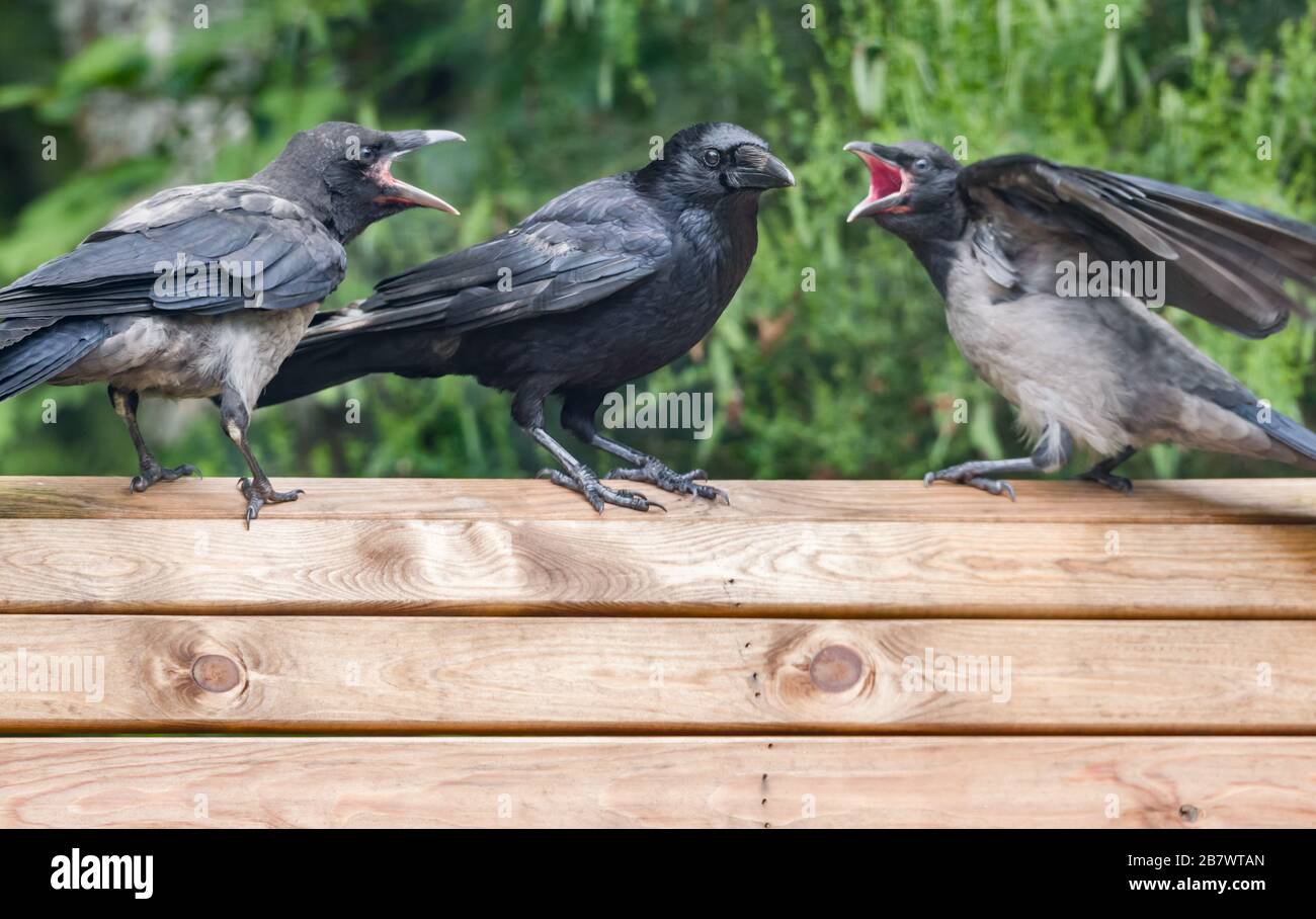 Carrion Crow Corvus corone and Hooded Crow Corvus cornix, hybrids adult interacting with this year’s fledglings on a garden bench Stock Photo