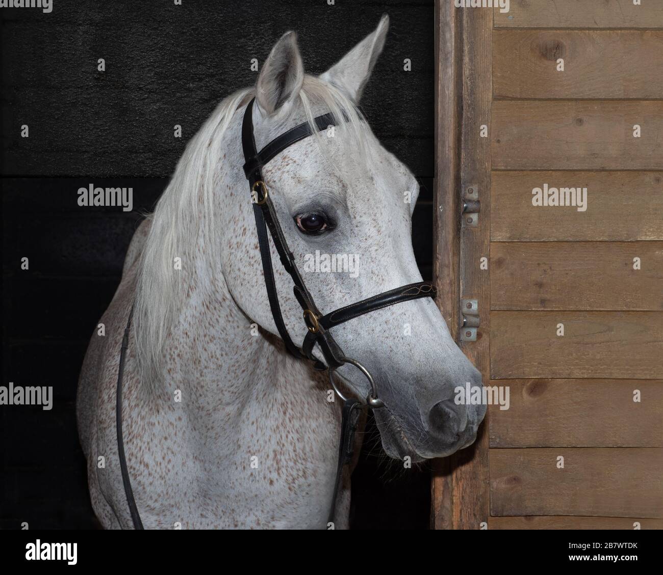 Grey Horse Stock Photo