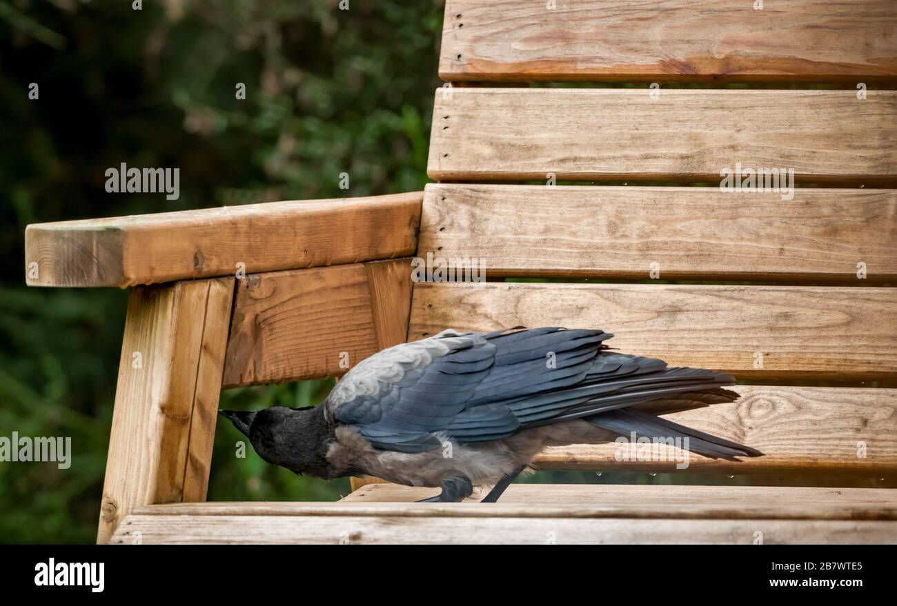 Carrion Crow Corvus corone and Hooded Crow Corvus cornix, hybrid fledgling playing on a wooden garden bench Stock Photo