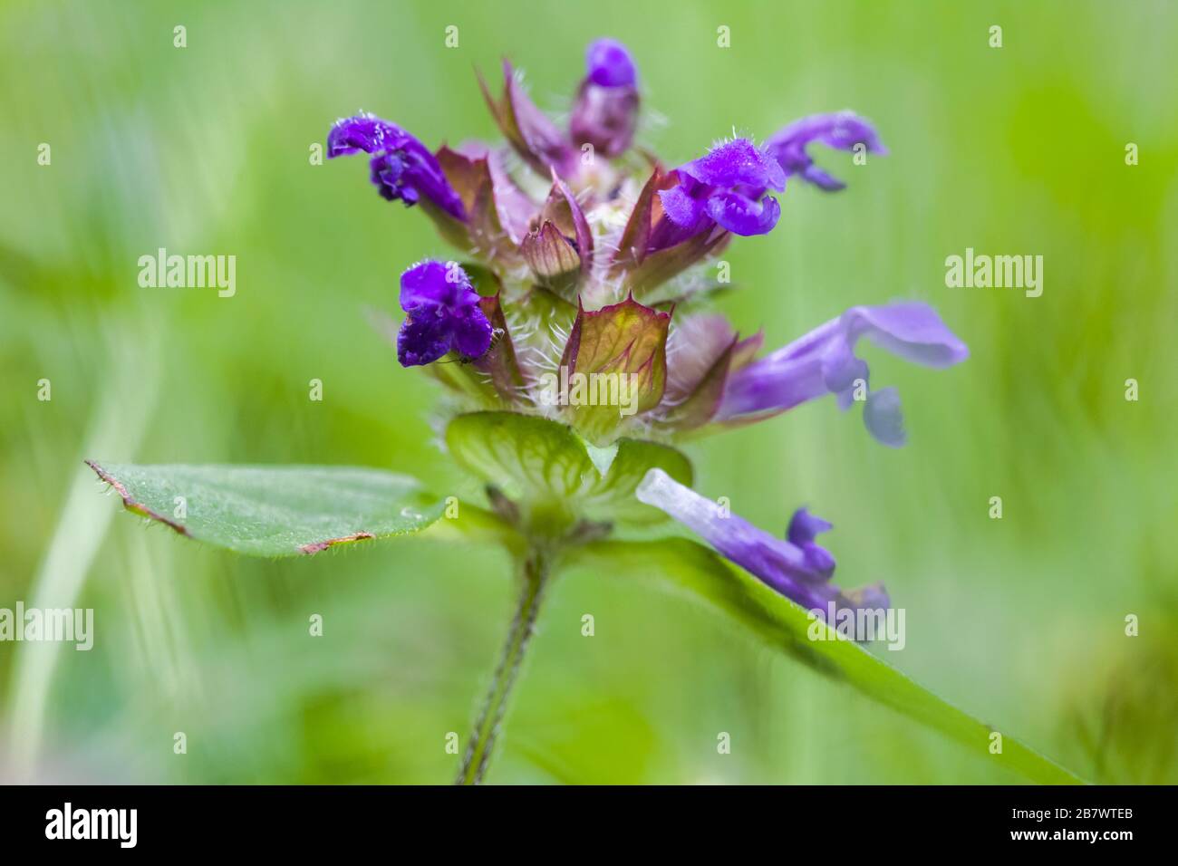Self-heal Prunella vulgaris flowers in grass lawn Stock Photo