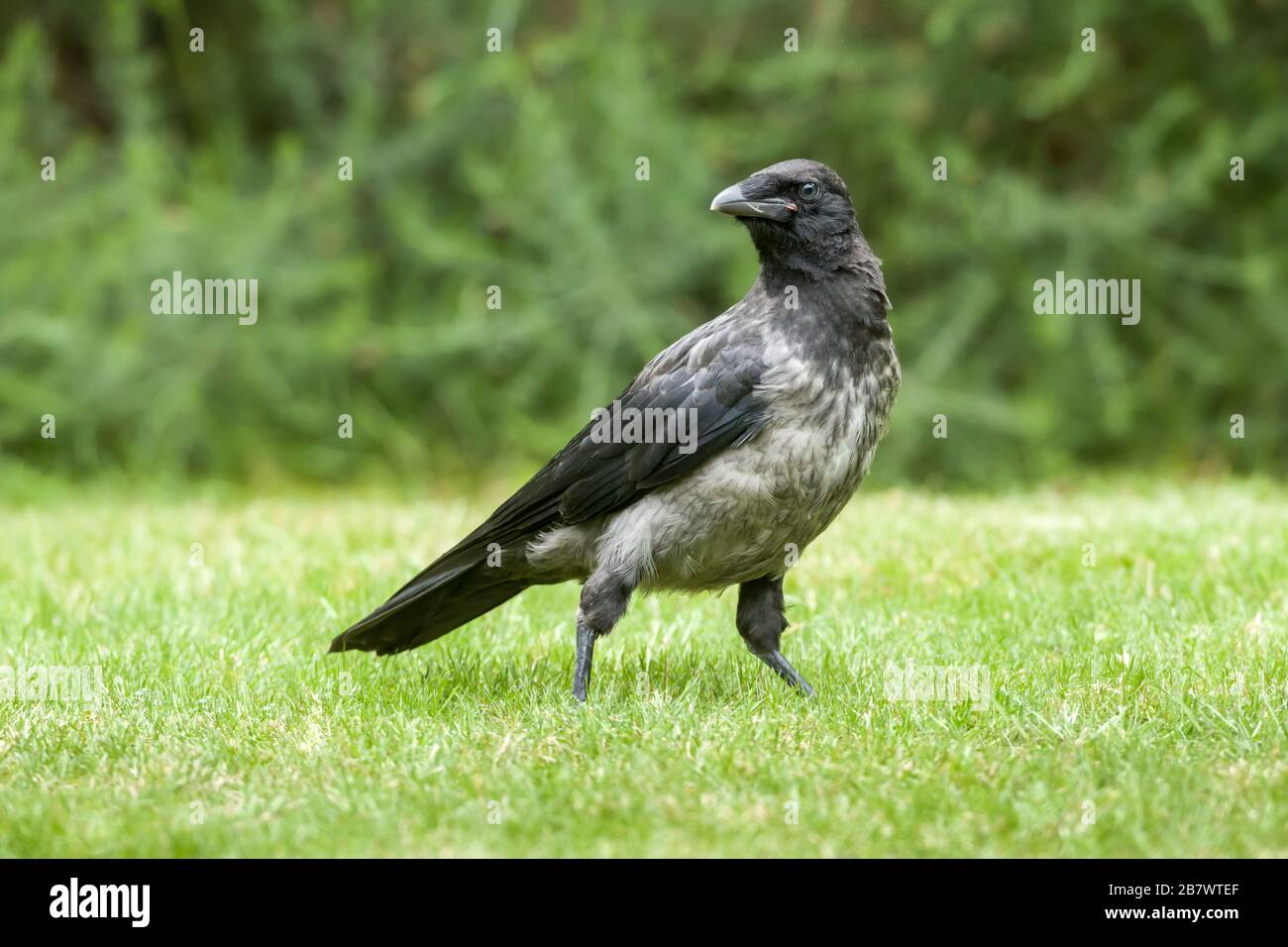 Carrion Crow Corvus corone and Hooded Crow Corvus cornix, hybrid fledglings on a grass lawn Stock Photo