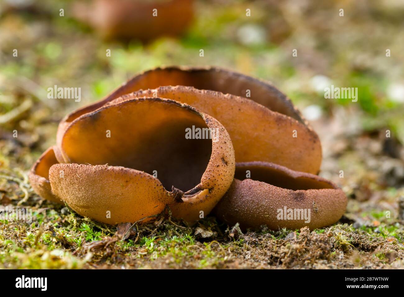 Peziza badia or Bay Cup mushroom growing on soil Stock Photo